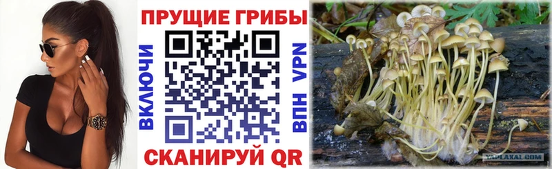 Псилоцибиновые грибы мицелий omg онион Сурск